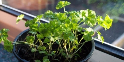 Kako uzgajati peršun na prozorskoj dasci